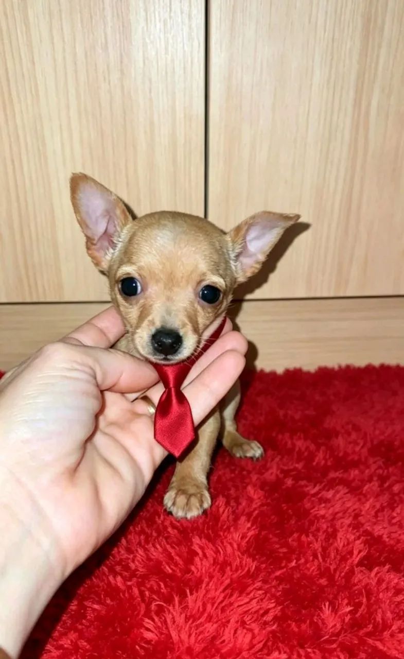 Pinscher 0 - Foto 4