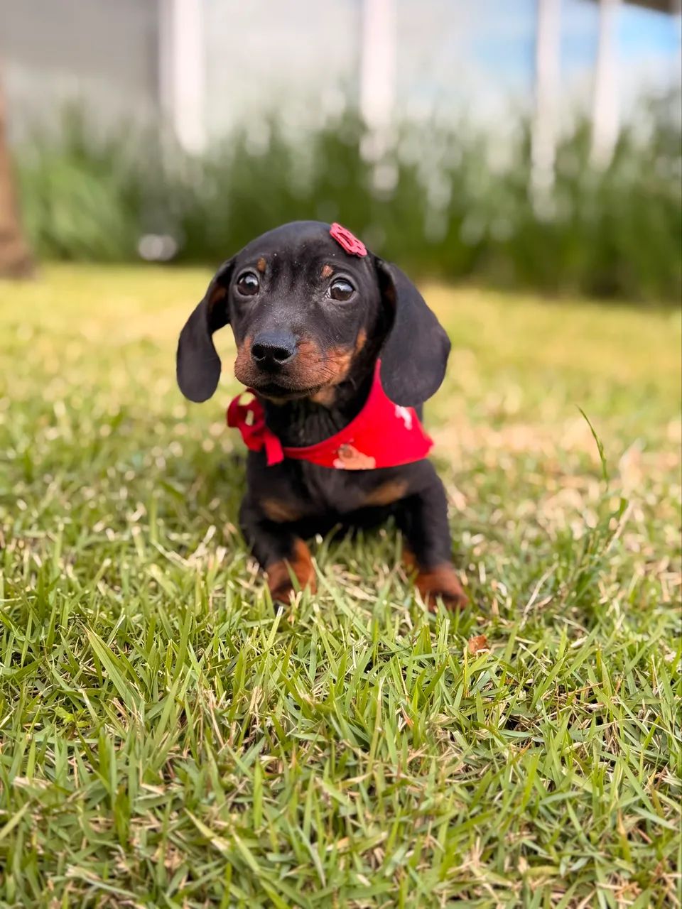 Dachshund Filhotes Linguicinha - Foto 5