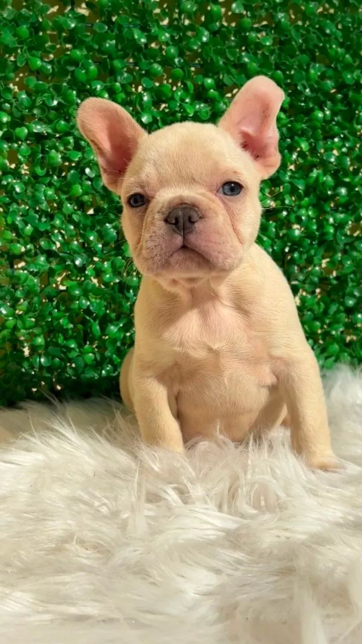 buldogue francês  - Foto 3