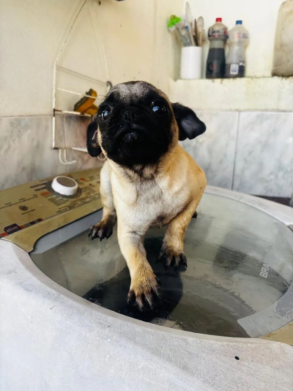 Filhotes de Pug - Foto 2