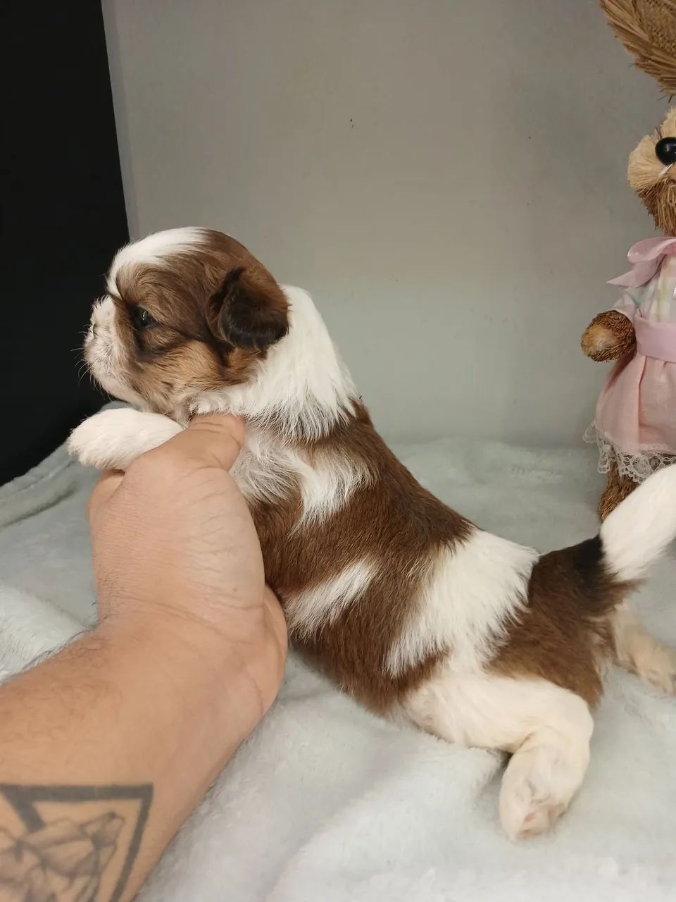Filhote de shihtzu macho para reserva  - Foto 5
