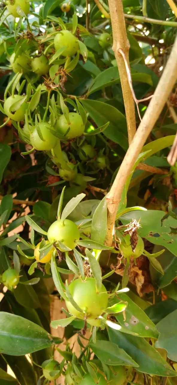 Frutos de Ora-pro-nóbis - Foto 2