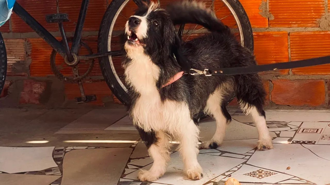 Cachorra poodle para vender. - Foto 4