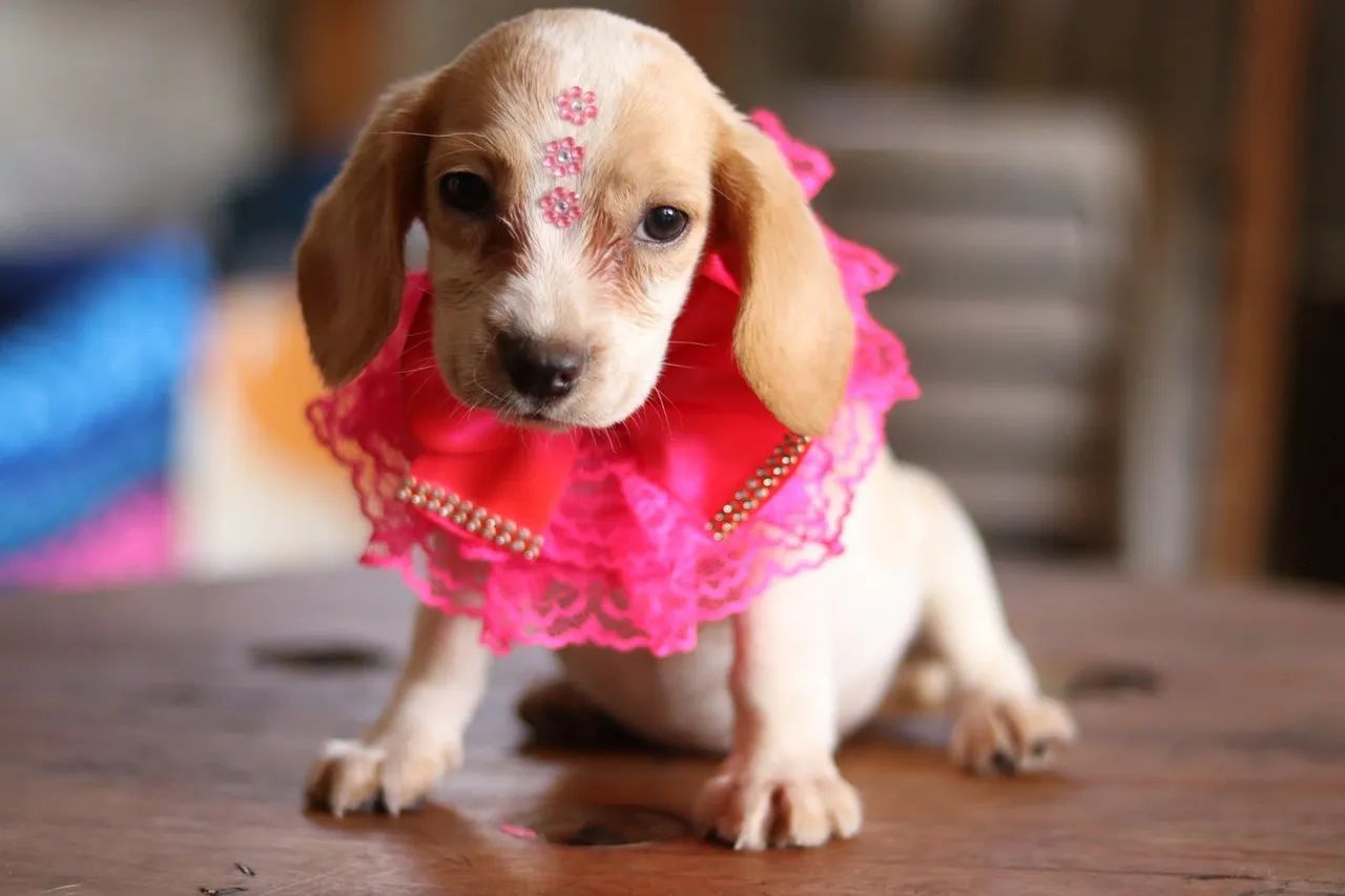 BEAGLES PARCELAMOS  - Foto 4