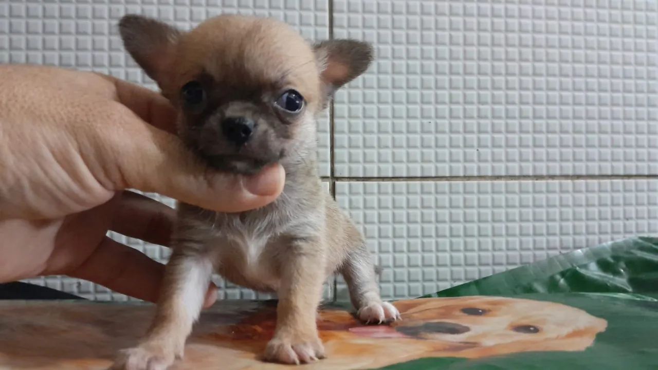Raça chihuahua  - Foto 4