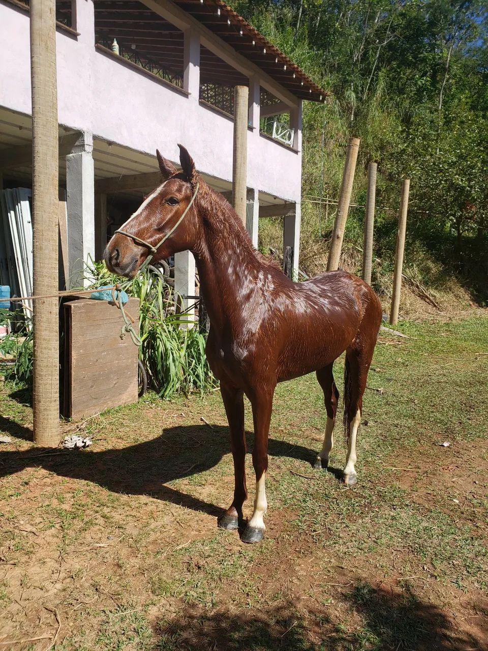 Cavalo* Égua manga larga mineira marchadeira