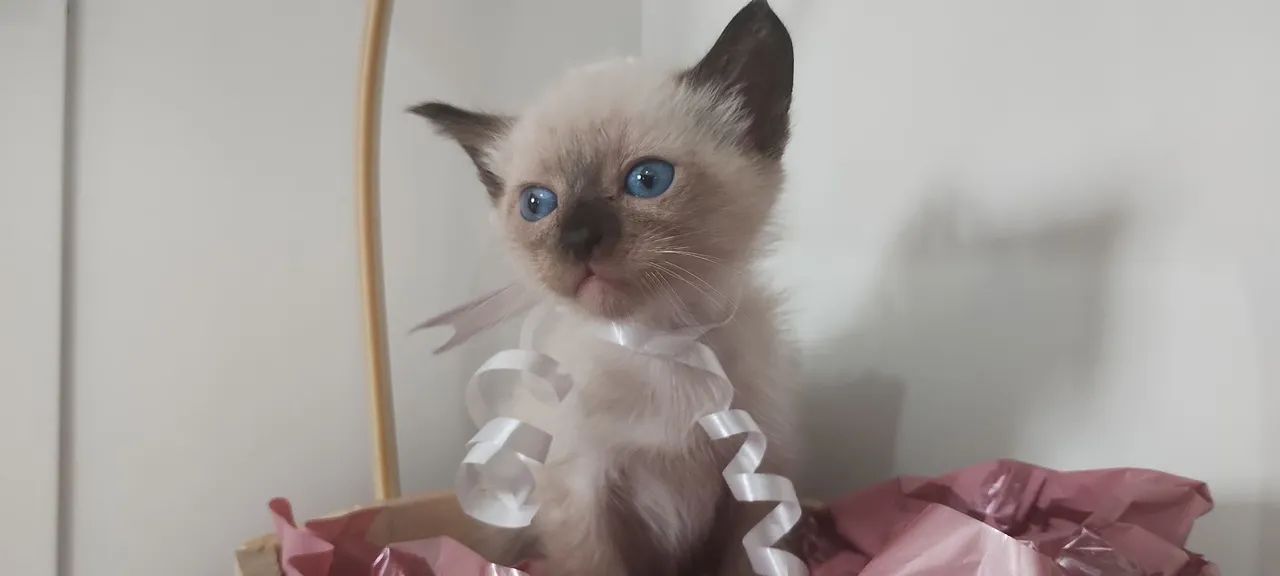 Filhote de gato, siamês, machinho - Foto 6