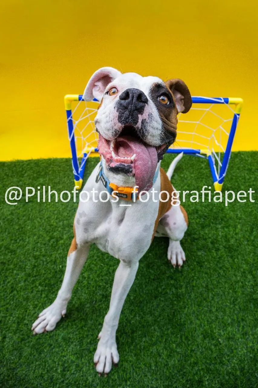 Doação de boxer fêmea  - Foto 2
