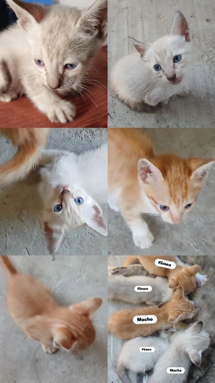 Doação de gatos - Foto 2