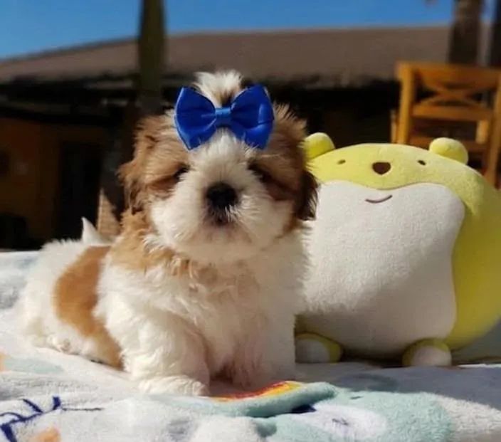 Machinho micro