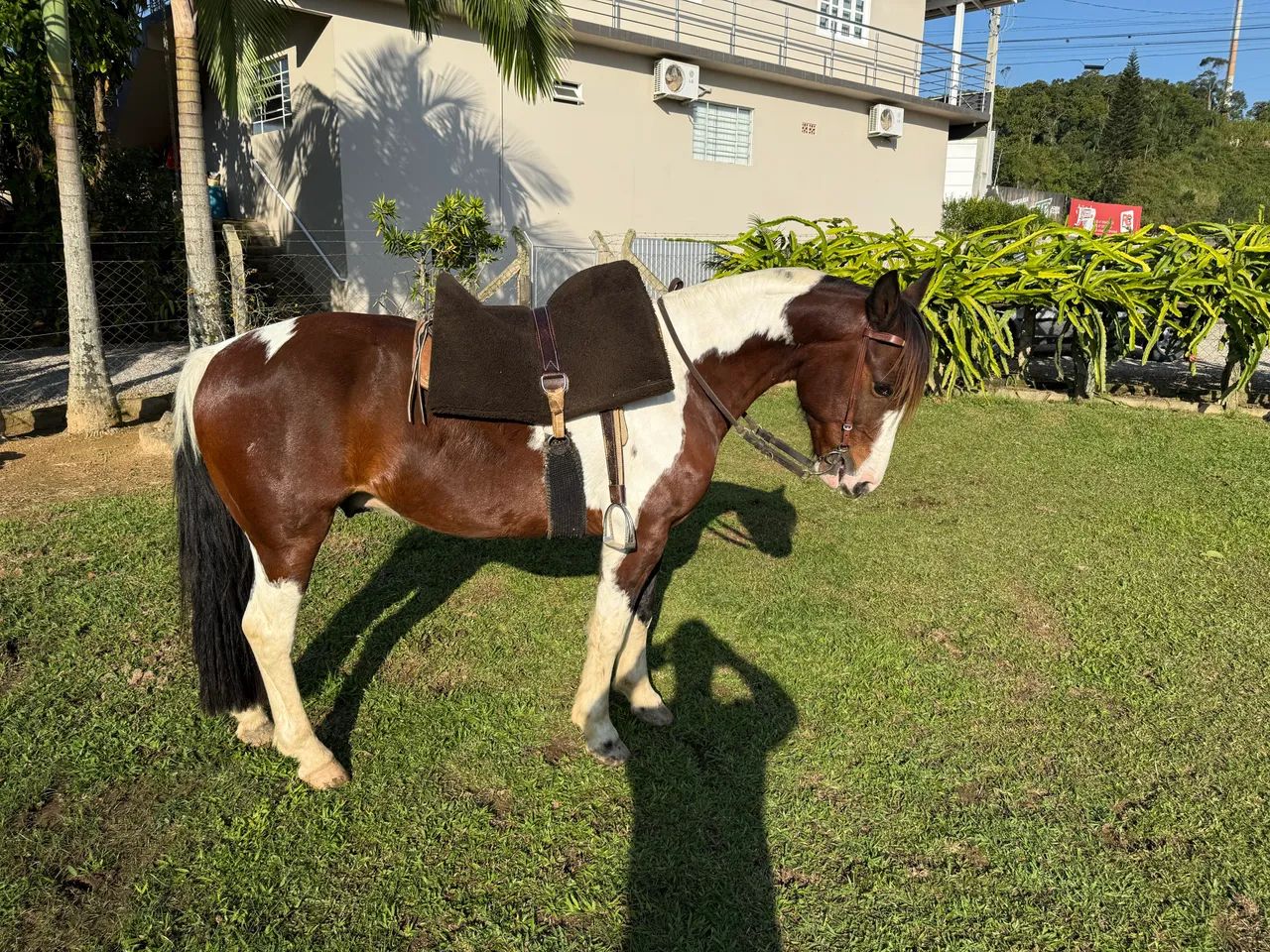 Cavalo crioulo Castrado  - Foto 2