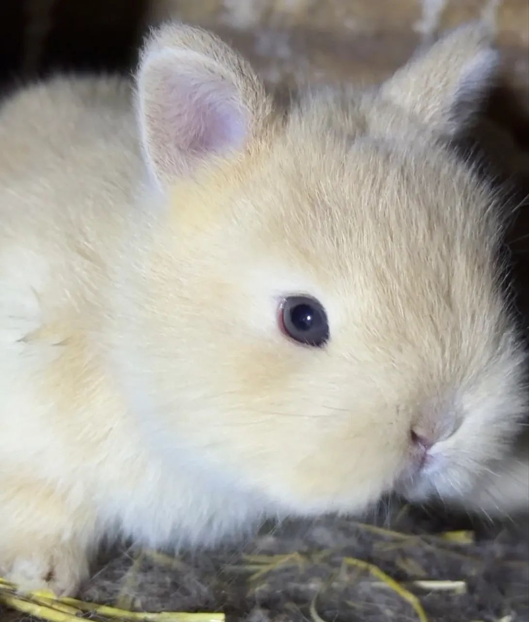 MINI COELHOS 