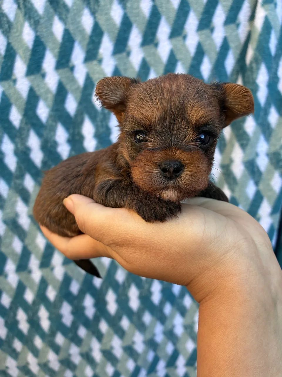 Yorkshire terrier