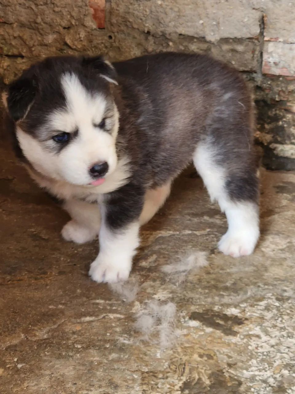 Husky siberiano puro! - Foto 4