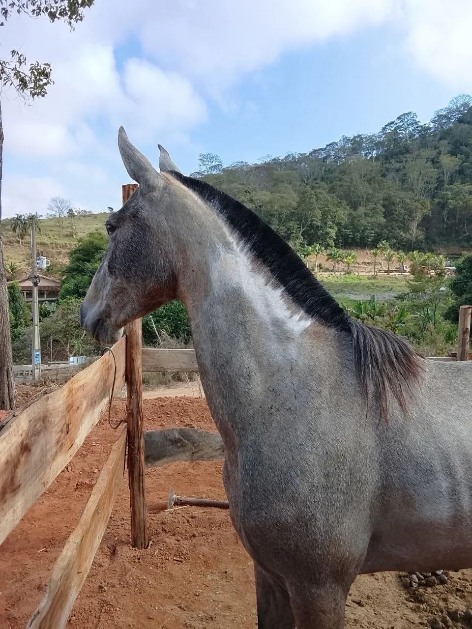 Égua macha picada  - Foto 3