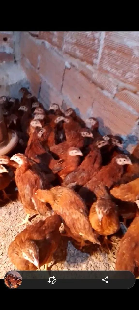 Franguinhas poedeiras  - Foto 2