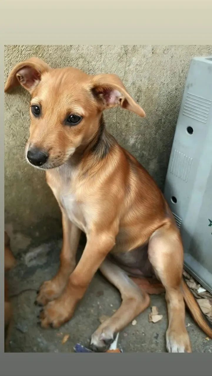 Adoção  - Foto 3