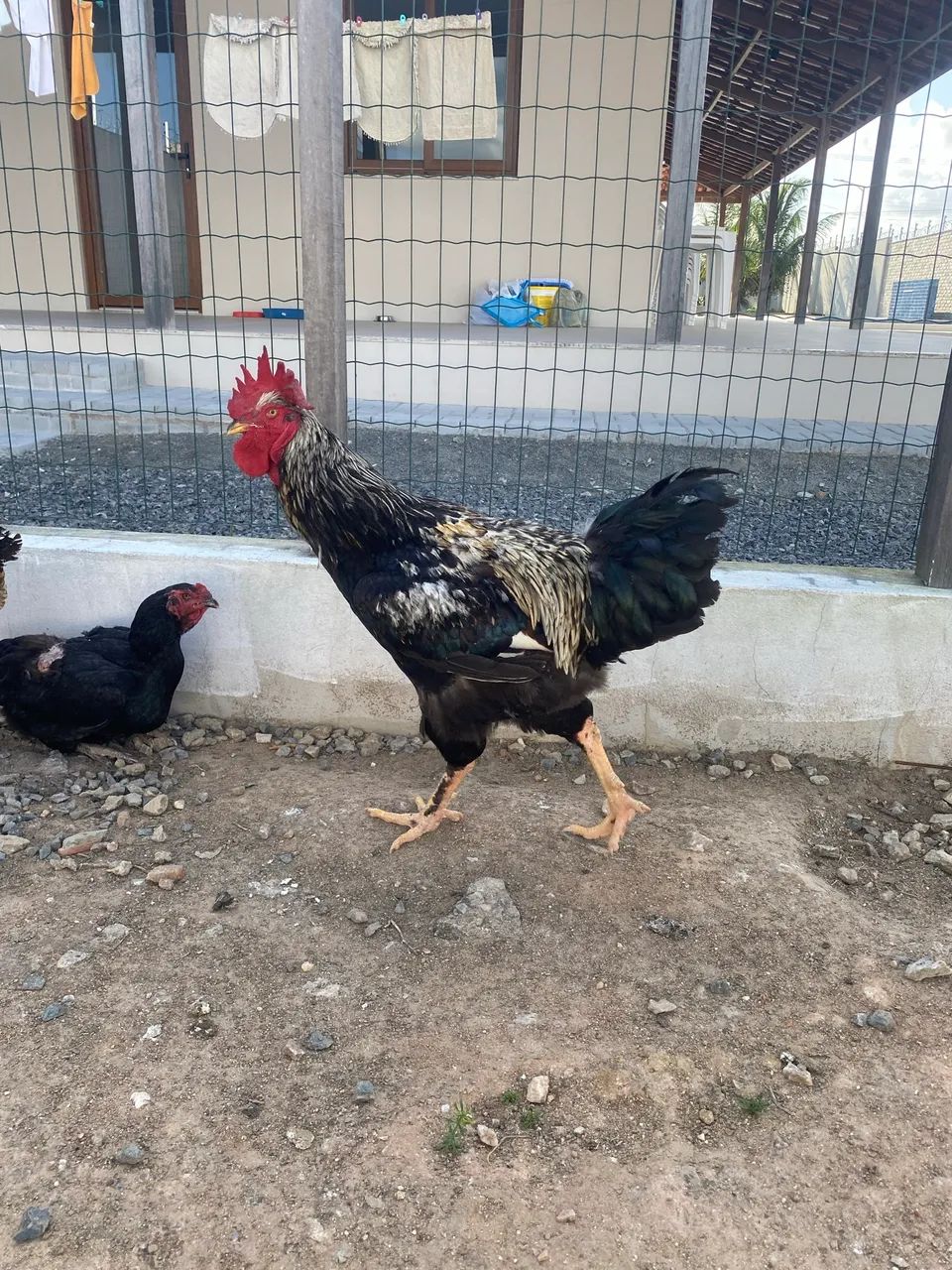 Galo Balão 