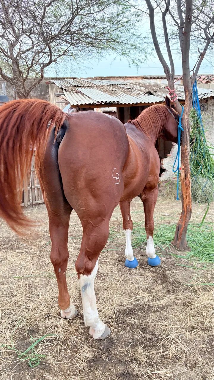 Cavalo quarto de milha vaquejada esquerda