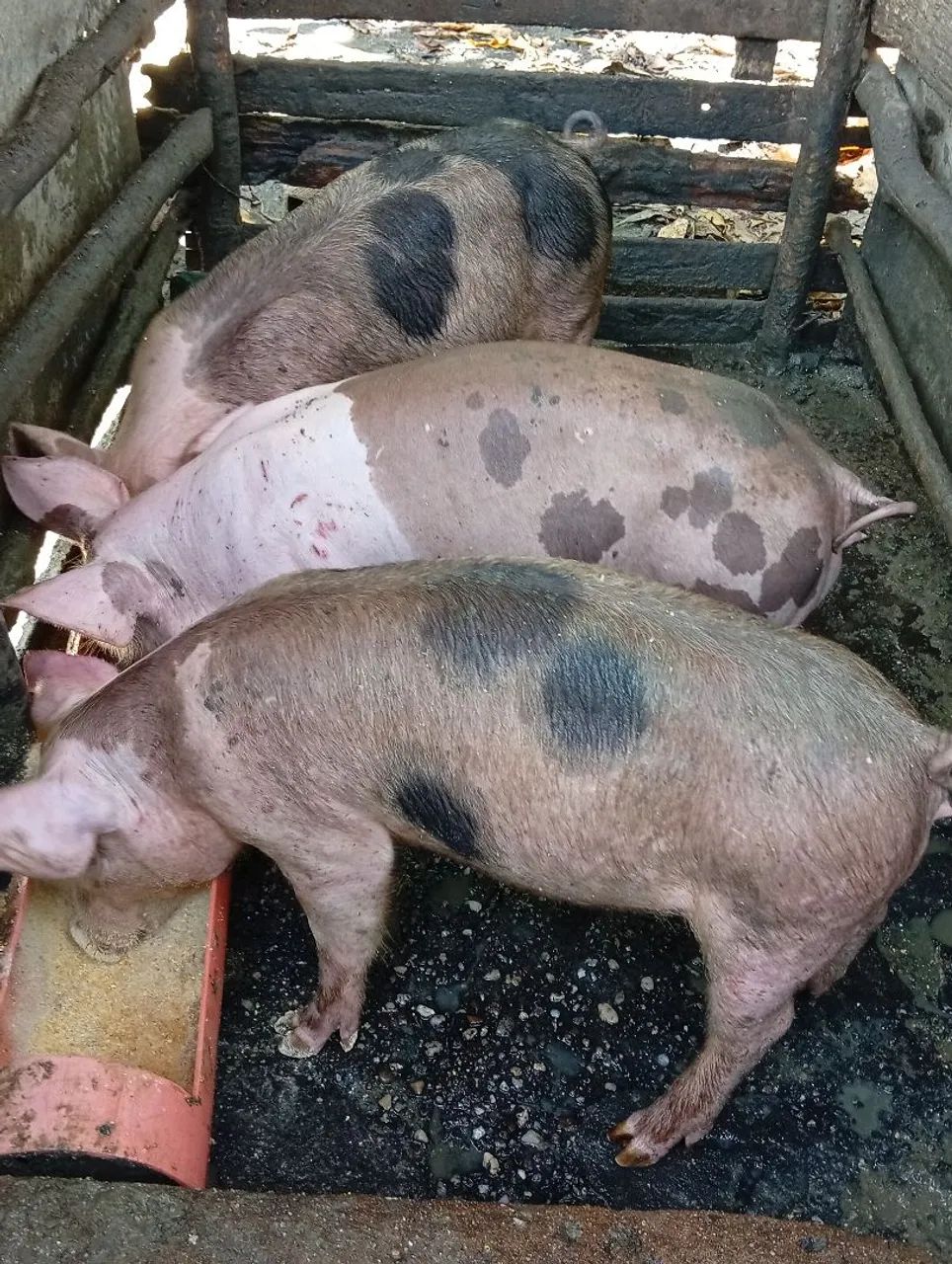 Bacurinho porco  - Foto 2