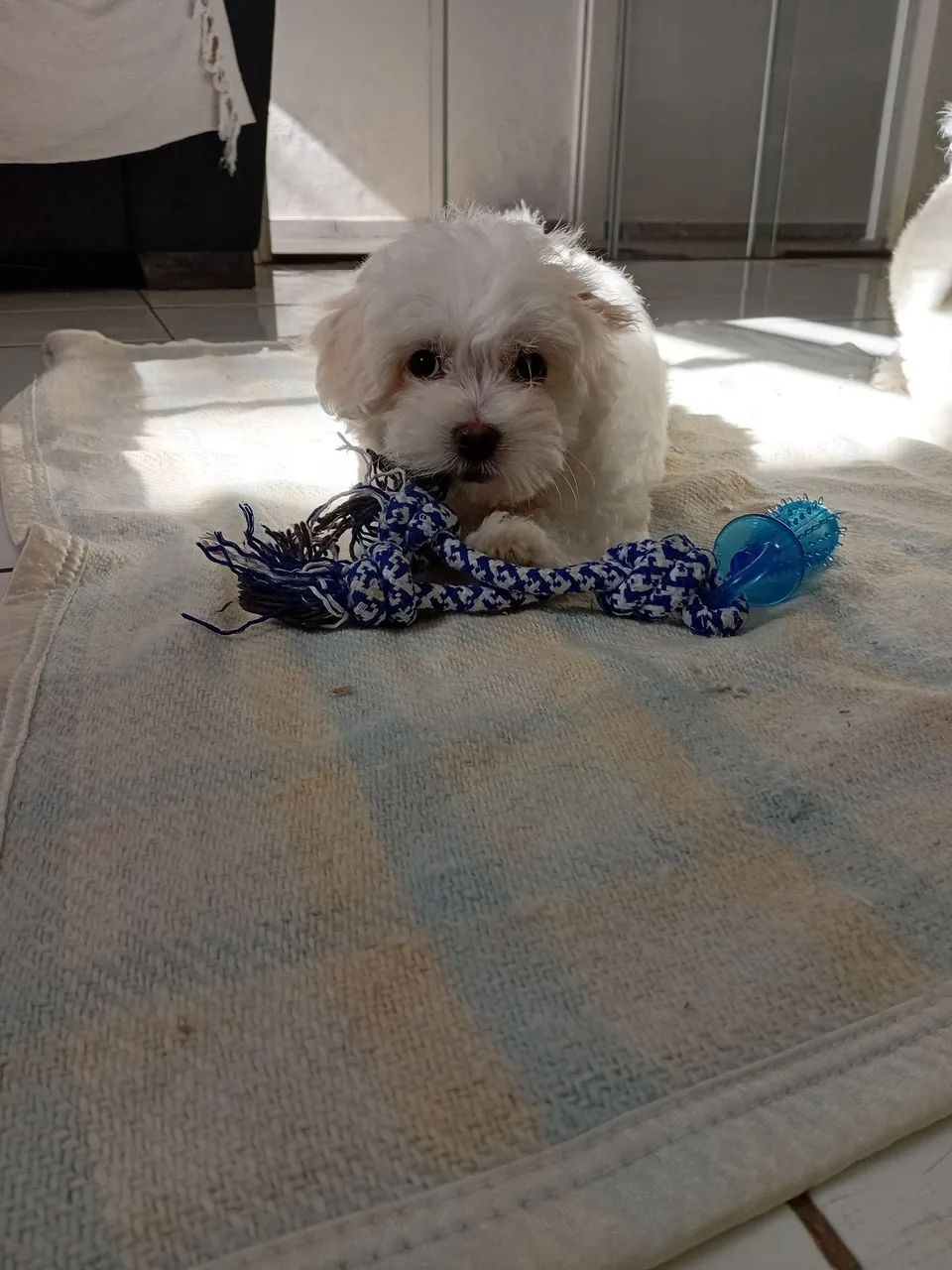 Maltês  - Foto 4