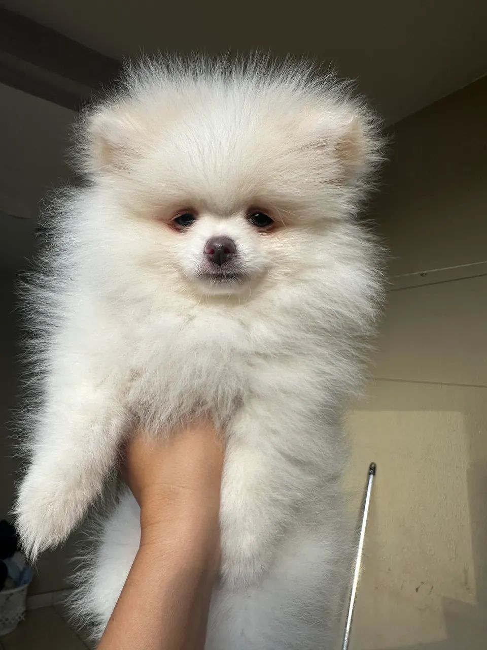 Lulu  - Foto 5