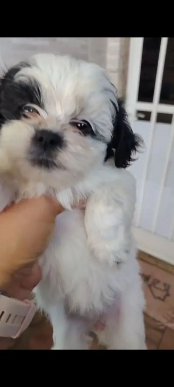 Shitzu com lhasa fêmea - Foto 3