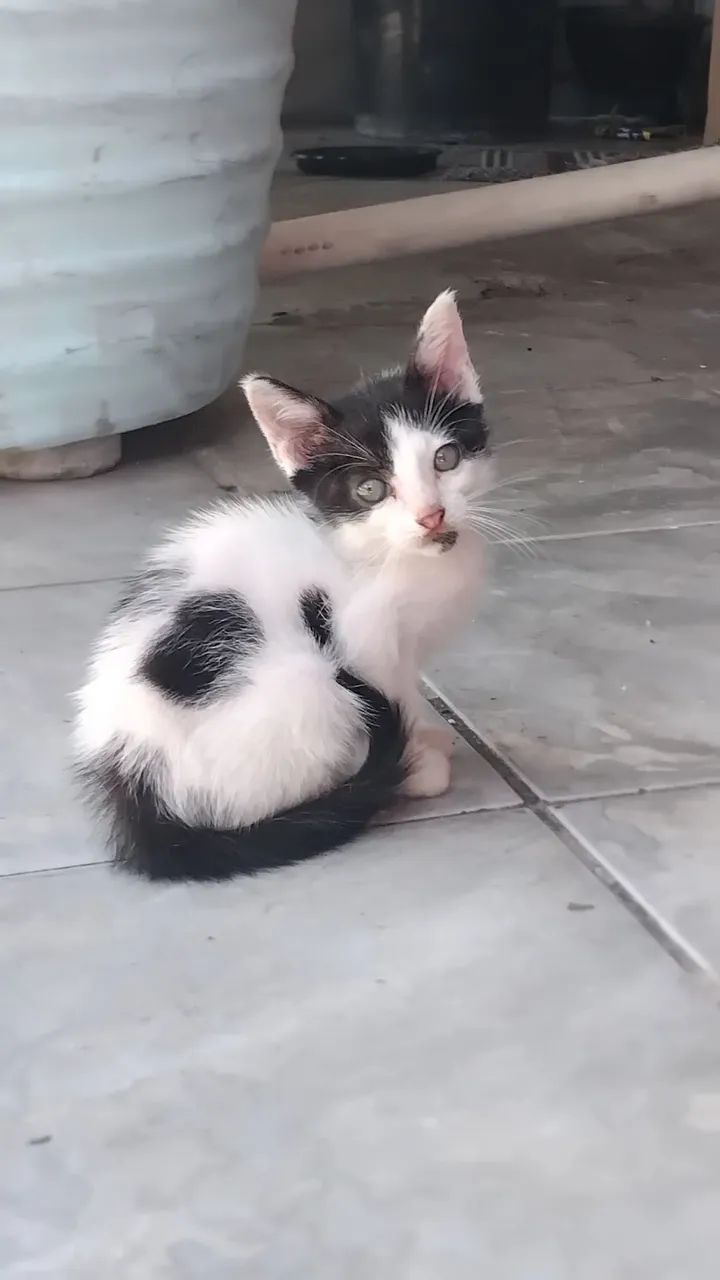 Adotar é um ato de amor!!! - Foto 3