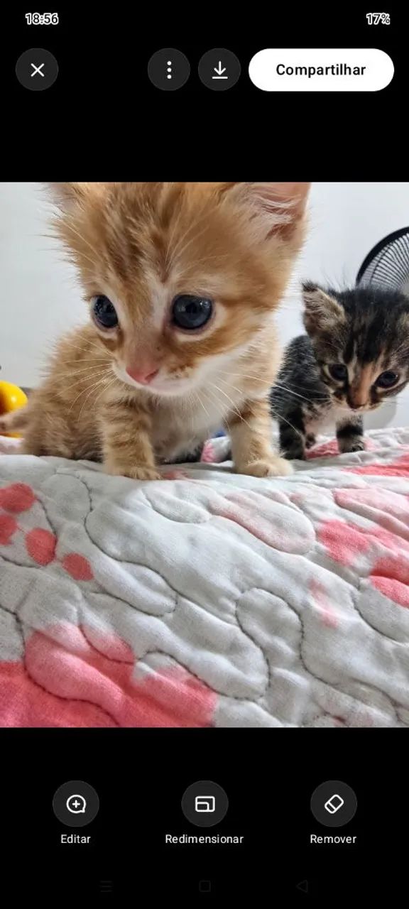 Gatinhos para adoção  - Foto 4