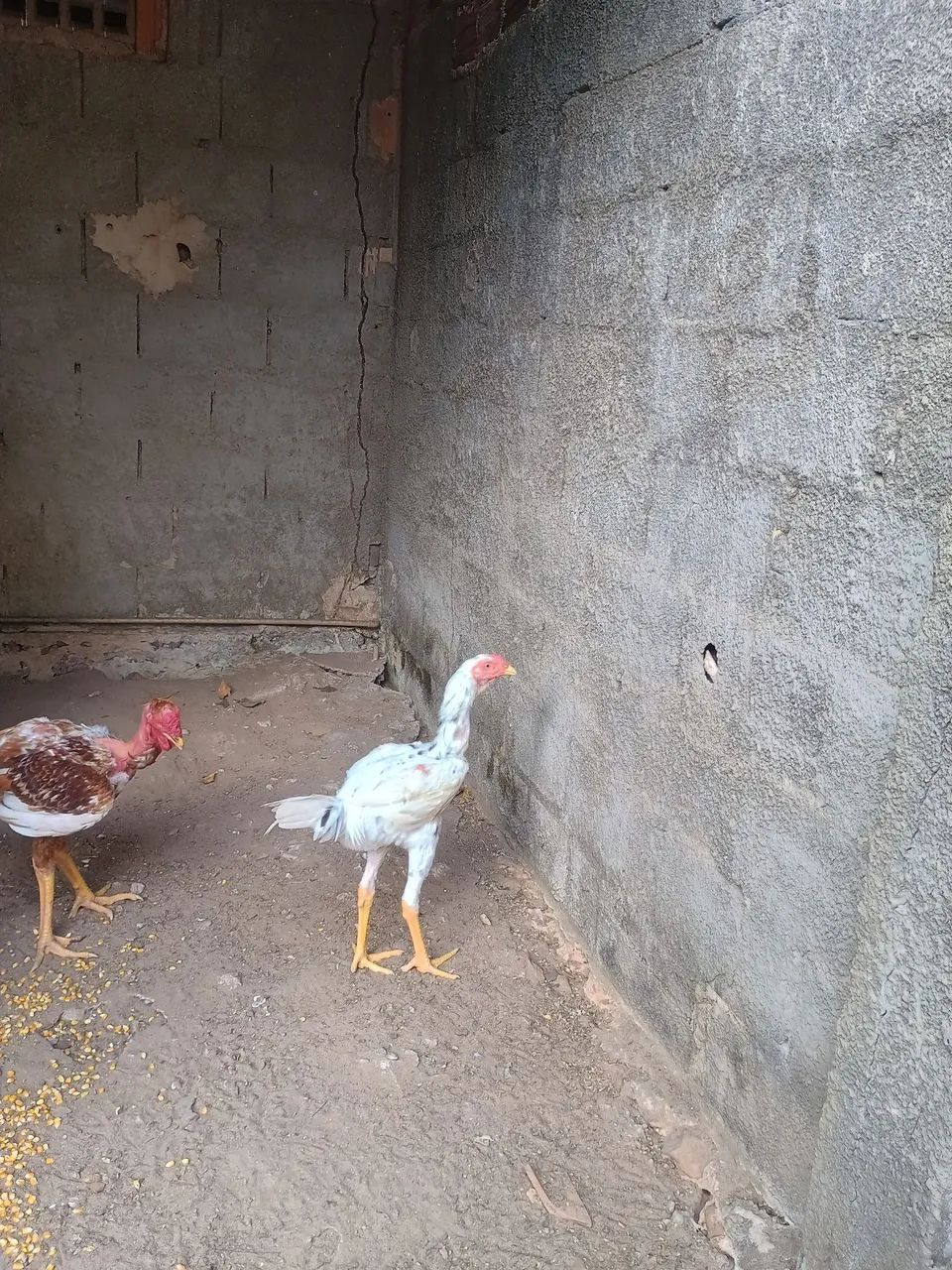  Frango índio gigante  - Foto 3