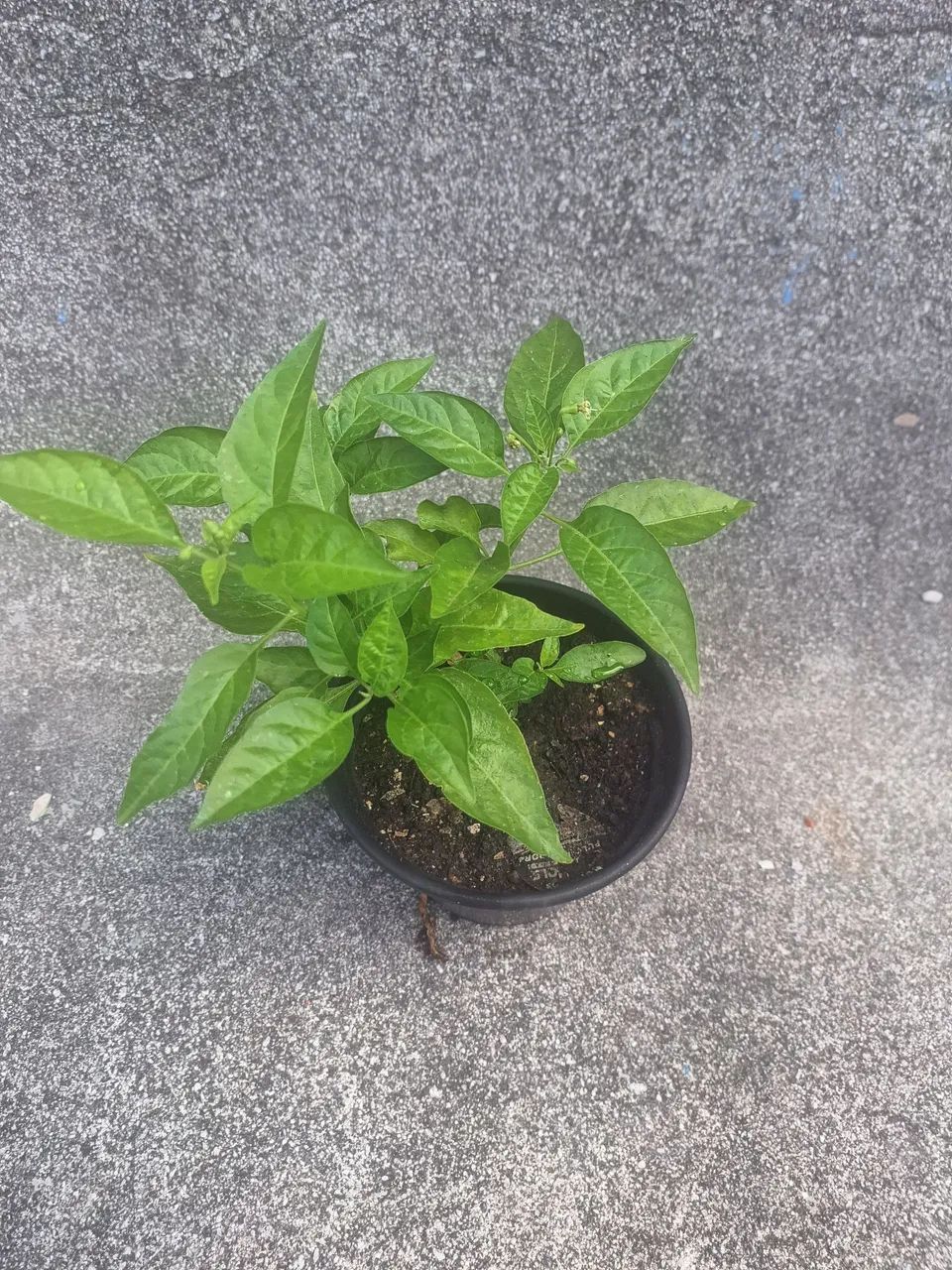 Muda Pimenta Malagueta - Foto 2