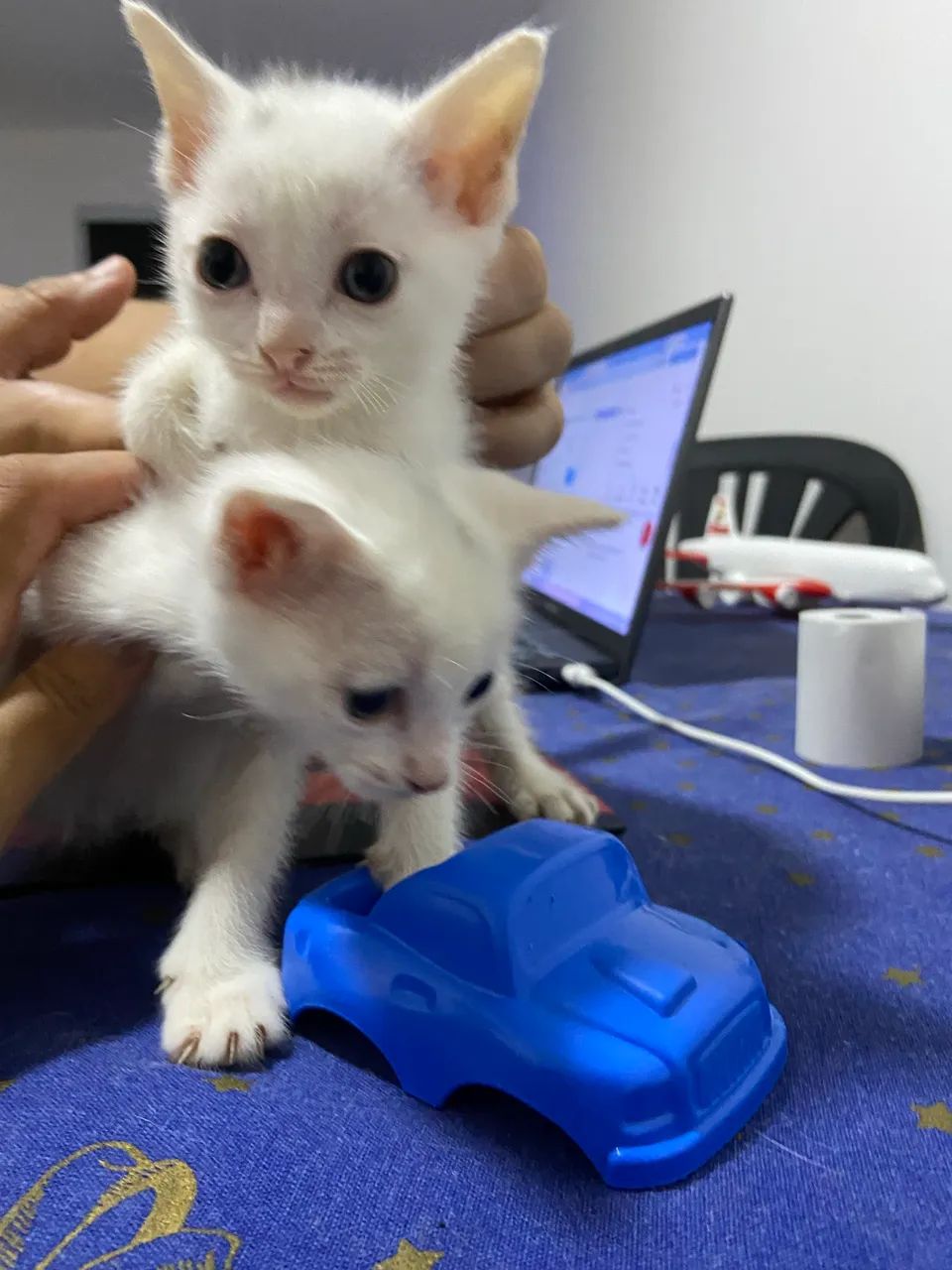 DOAÇÃO CONSCIENTE DE GATINHOS ? - Foto 2