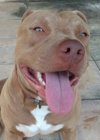 filhotes de pit bull red nose cachorros candelária natal