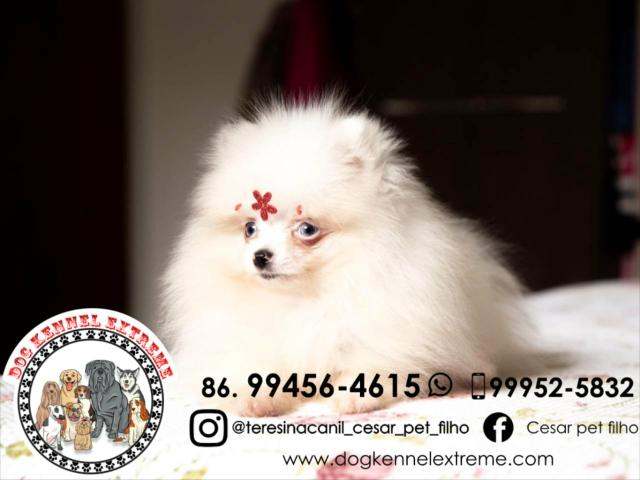 Spitz Alemão Anão Canil Teresina Lulu Da Pomerânia - Foto 4