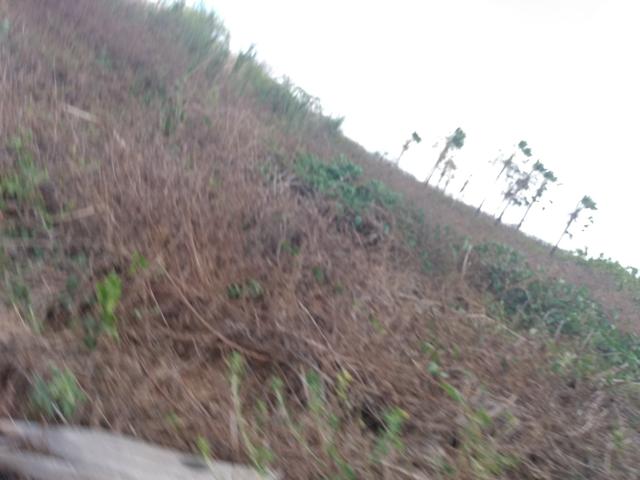 Terreno de 58 hactares com casa - Foto 2