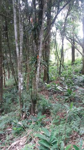 Terreno 1600M - Embu Guaçu - Foto 6