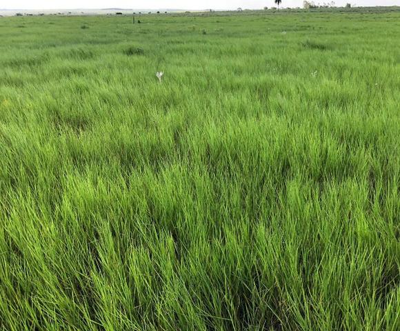 Oportunidade de Fazenda com 128 alqueires em Bataguassu Ms de frente p asfalto - Foto 3