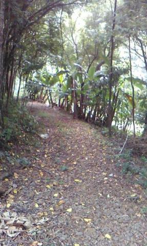 Sítio com 2 dormitórios à venda, 200000 m² por r$ 350.000,00 - santa terezinha - canela/rs - Foto 4