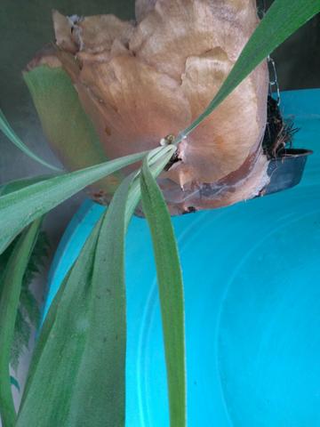 Planta chifre de veado Natural - Foto 3