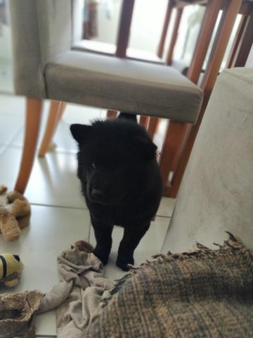 Chow Chow Fêmea - Foto 2