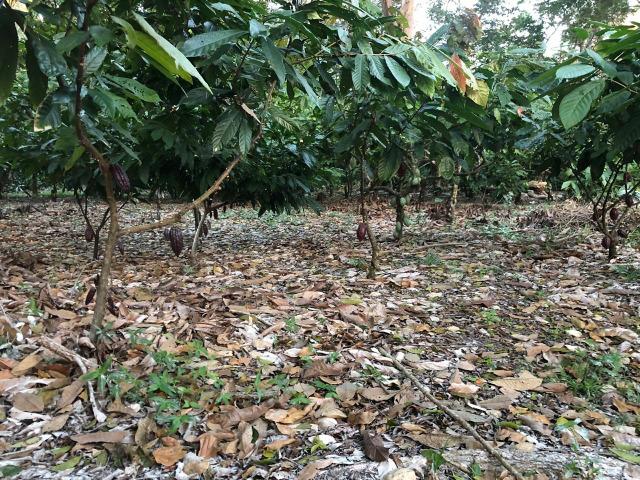 Fazenda produtora de Cacau em Linhares 70mil - Foto 15