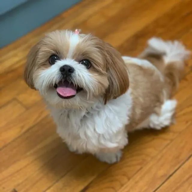 Lindas bbs de Shih Tzu!!! 