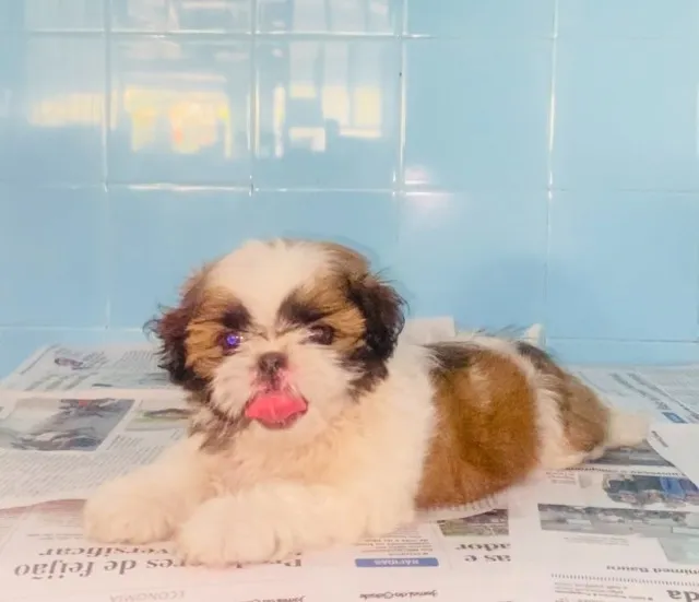 Filhotes de Shih tzu Lhasa - Cachorros e acessórios - Muribeca