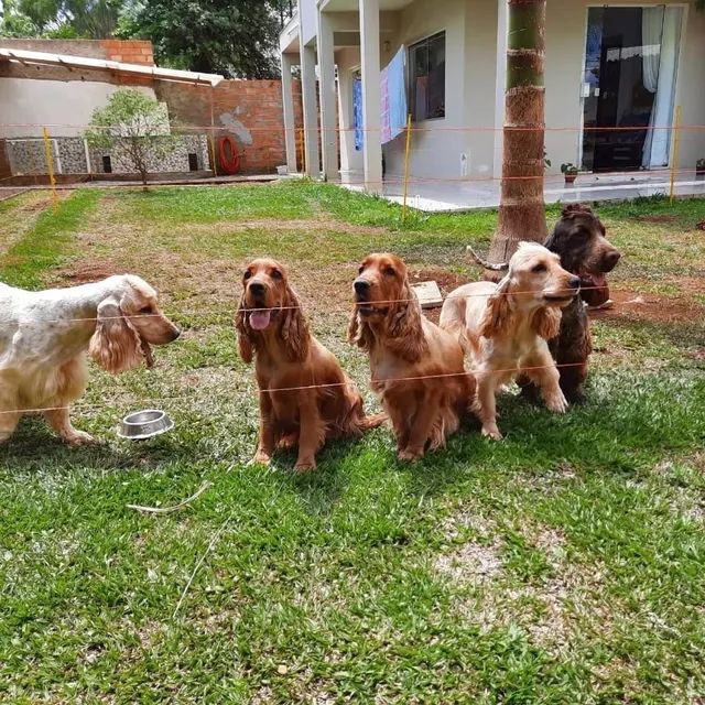 Vendo filhote de Cocker Spaniel Inglês  - Foto 5
