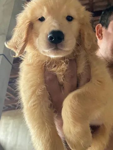 Golden retrivier puro 