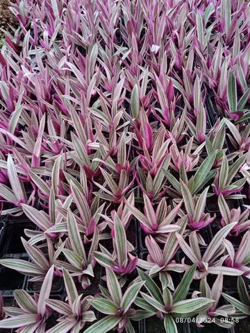 Mudas de abacaxi roxo - Foto 2