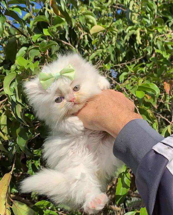 Gatinha persa branca  - Foto 4