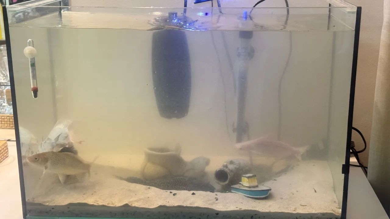 Aquário grande  - Foto 2