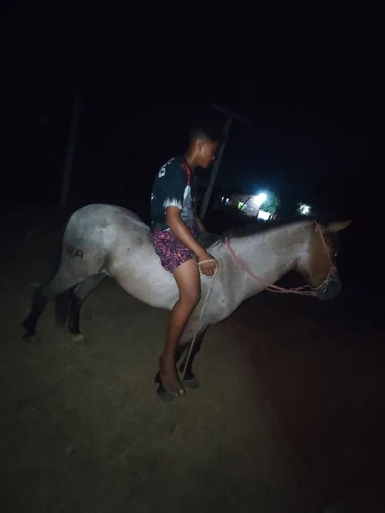 Potra Mangalarga Marchador - Foto 2