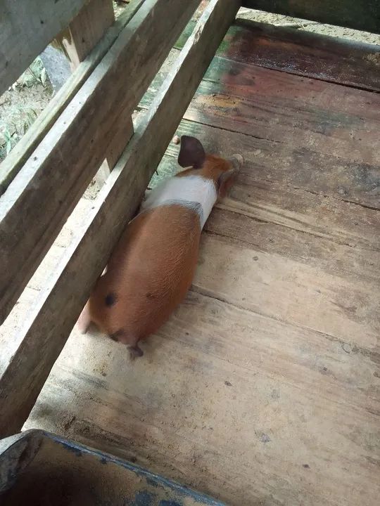 Vendo leitao  - Foto 6